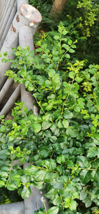 绿叶缠绕护栏景致