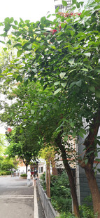 林荫小道旁的树木