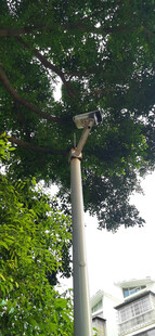 高大挺拔树木下的监控设备