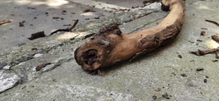 路边的腐朽木头