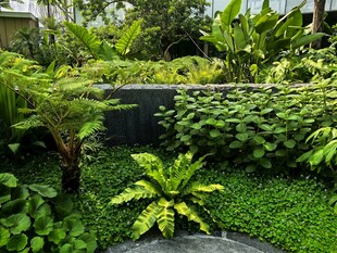 绿意盎然的庭院植物景观