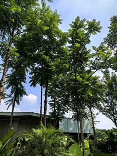 绿树成荫的户外景致