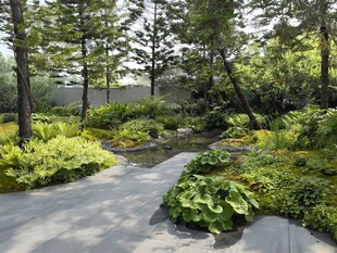 林间小径的自然绿植景观