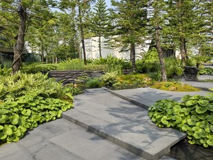 林间石板小径 绿植环绕