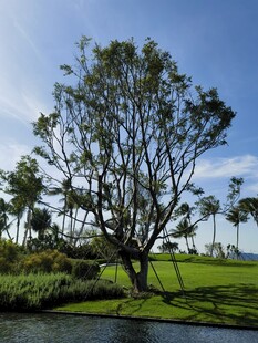 湖畔孤树 绿意蓝天景致