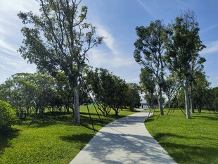 林间漫步小道 绿意盎然