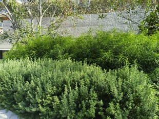 绿意盎然的庭院灌木丛