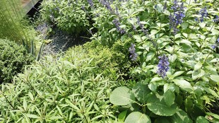 绿意盎然的植物景观