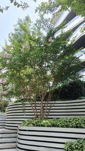 户外阶梯式绿植景观