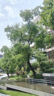 河畔古木与亭的静谧景致