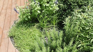 木质旁的多样绿植