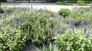 花园中的绿植花卉景观