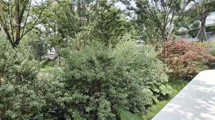 绿意盎然的户外植物景观