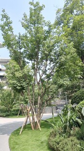 庭院中的绿树景观