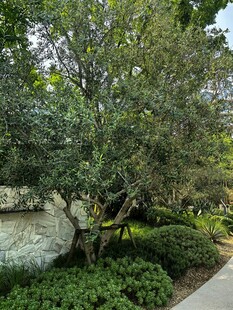 庭院中的繁茂绿植景观