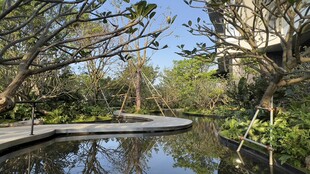 宁静水边树林景观