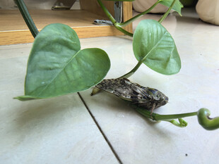 心形绿萝藤蔓与蝉特写