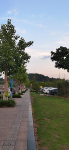 户外林荫步道风景