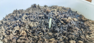 白色花盆中破土而出的嫩芽