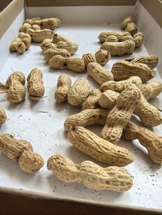 盒子里的带壳花生