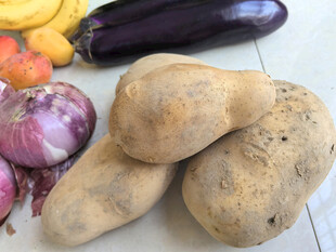 多样新鲜蔬菜展示