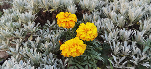 三朵明艳黄色花朵绽放