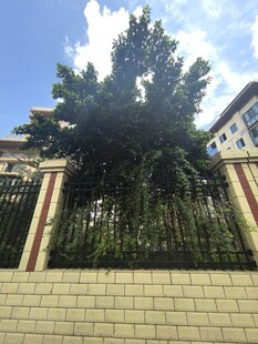 围栏旁茂盛的绿树