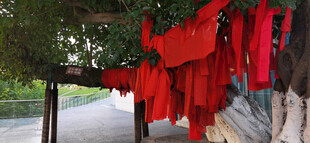 祈福红布条悬挂于古树上