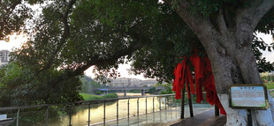 古树下红布条景致