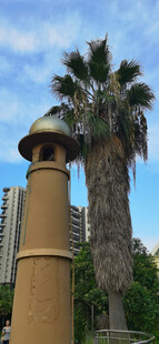 城市中的独特塔楼与棕榈树