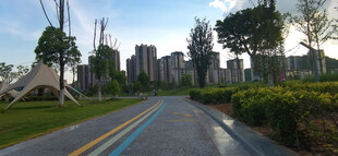 城市公园里的宁静林荫道路