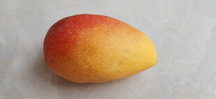 单个黄红相间芒果特写