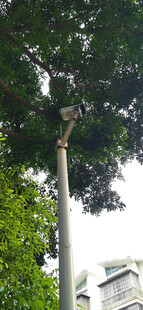 高耸入云的树木与监控设备