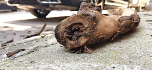 粗糙路面上的枯树枝截面