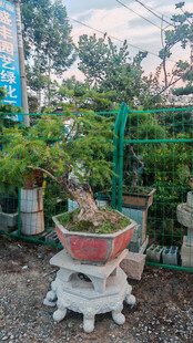 精致盆景展示于户外架上