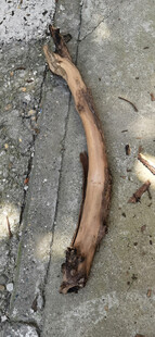 弯曲木棍置于粗糙地面