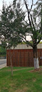 户外绿树与木质墙面景观