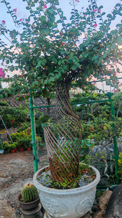 精致花瓶造型盆景置于庭院之中