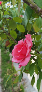 娇艳欲滴的枝头粉色月季花朵