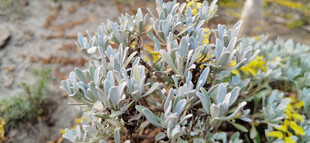 银叶植物与黄色小花