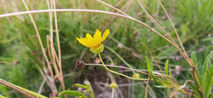 草丛中的黄色小花