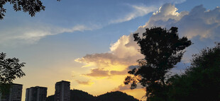 夕阳下的城市与树木景观