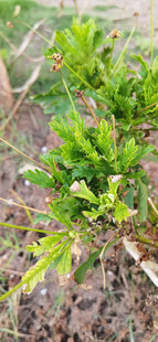 嫩绿植物生机初显