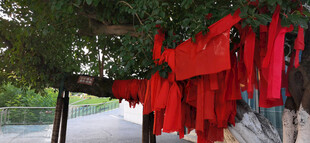 祈福红绸挂于绿树间