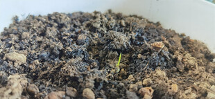 白色花盆中土壤与破土而出的新芽