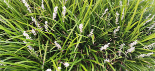 翠绿麦冬草丛中的麦冬花