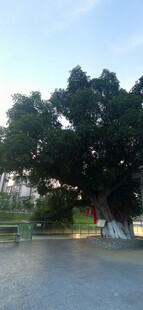 古树下的宁静户外场景