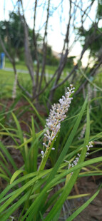 绿叶丛中的白色穗状麦冬花