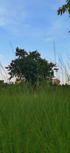 翠绿草地与远处树木