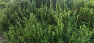 茂密迷迭香绿植景观